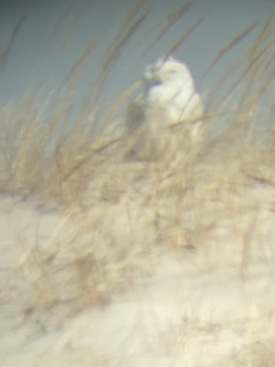 Snowy Owl - ML422216581