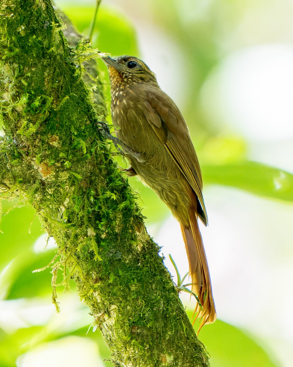 Wedge-billed Woodcreeper - ML422216651