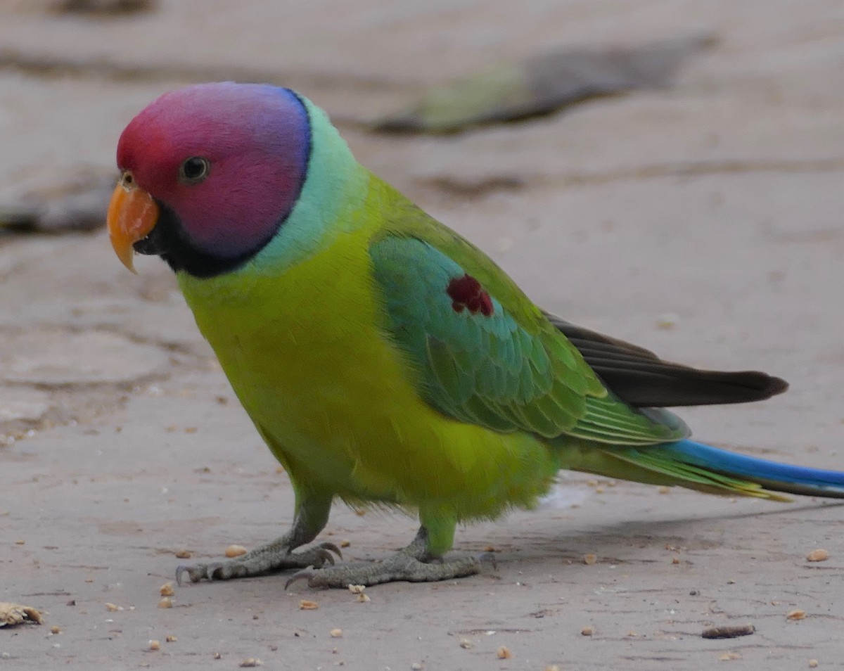 Plum-headed Parakeet - ML422216911