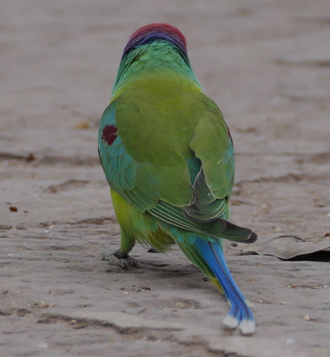 Папужець фіолетовоголовий - ML422216941
