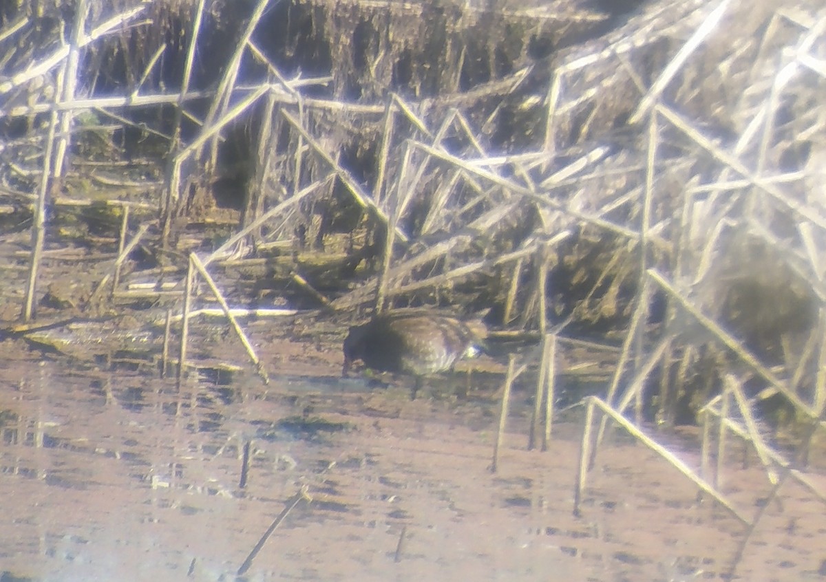 Spotted Crake - Antonio Méndez Lorenzo