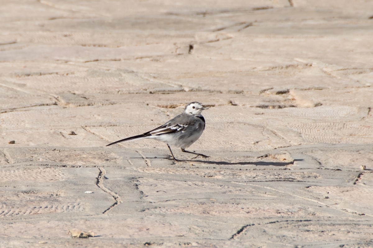 White Wagtail - ML422217421