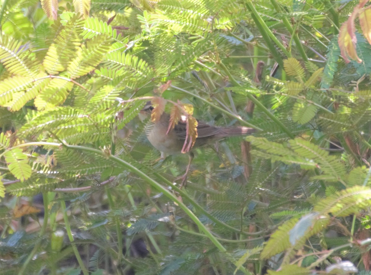 Pallas's Grasshopper Warbler - Lor. Jerun Kid