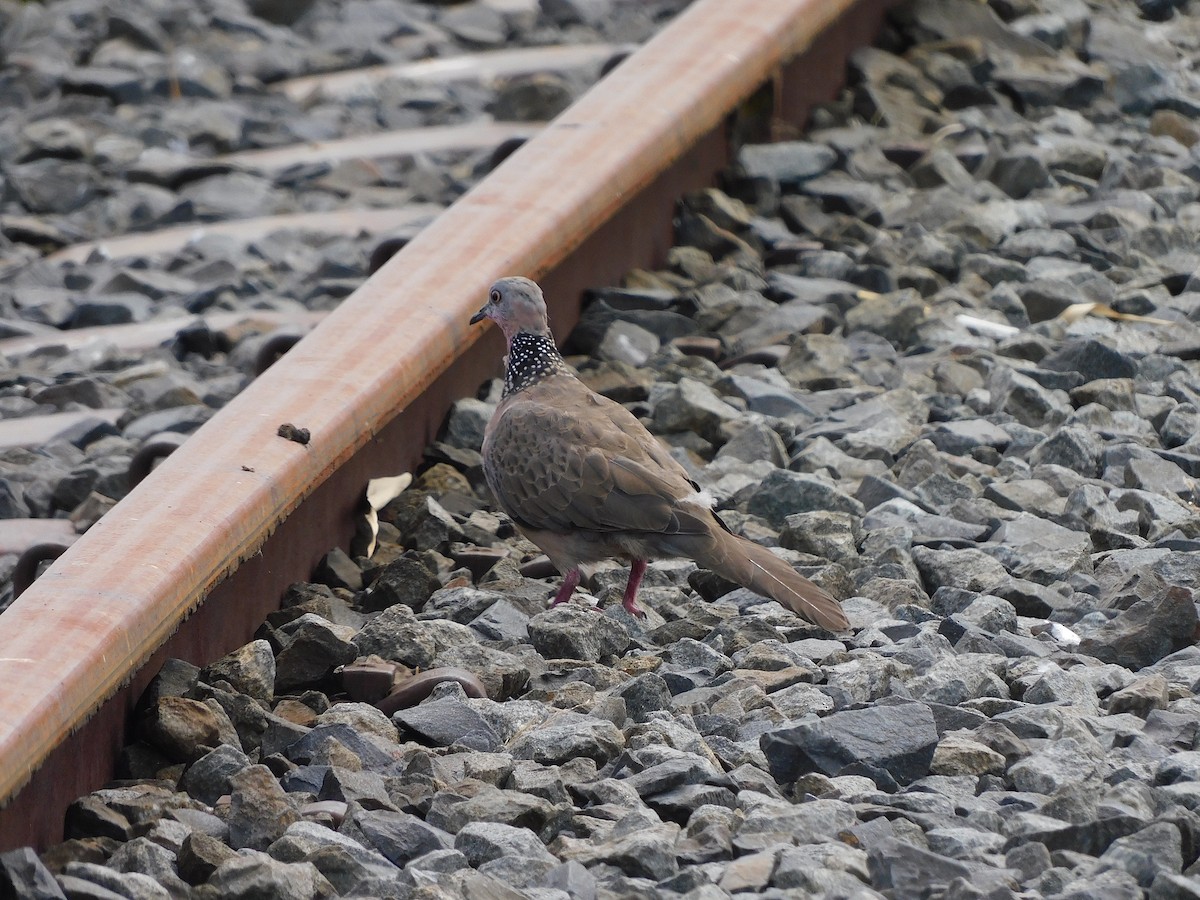 Spotted Dove - ML422218001