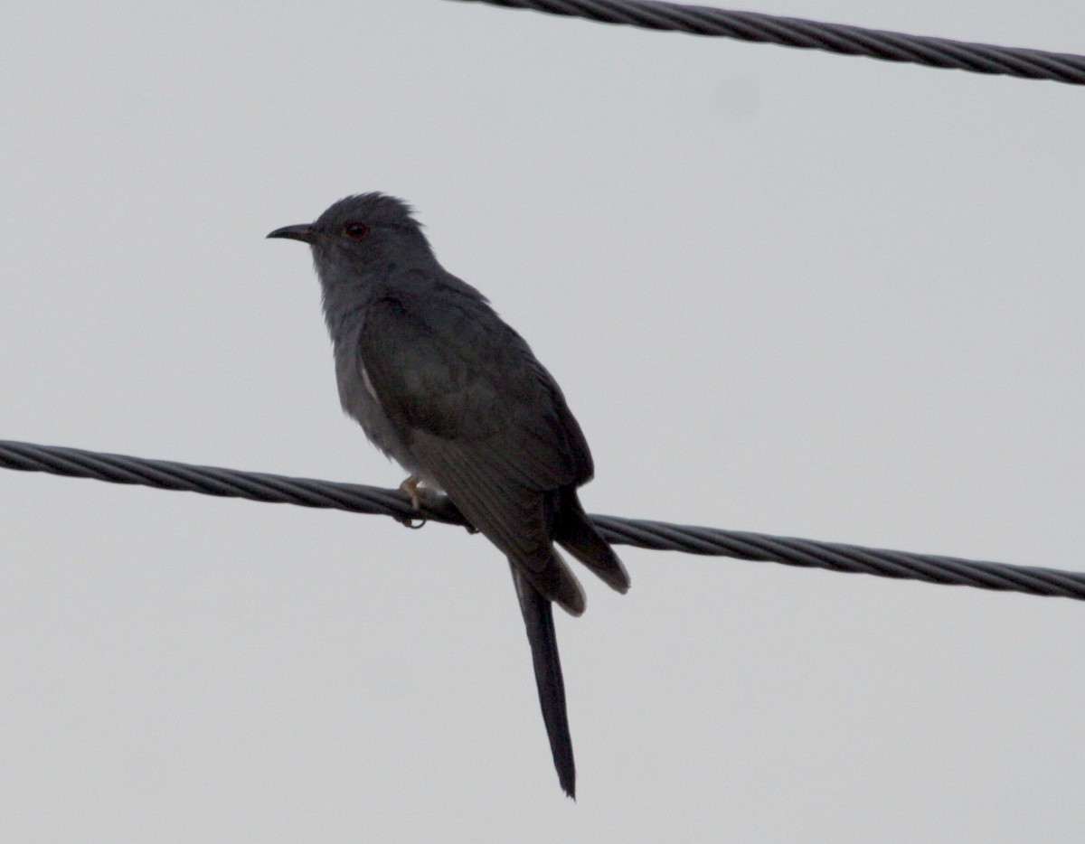Gray-bellied Cuckoo - ML422218851