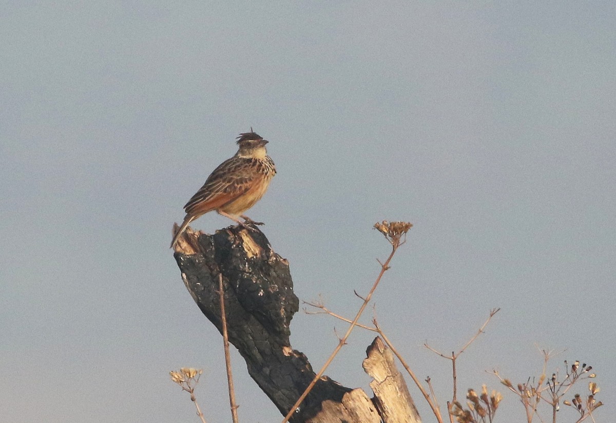 Highland Lark - Paul Lenrumé