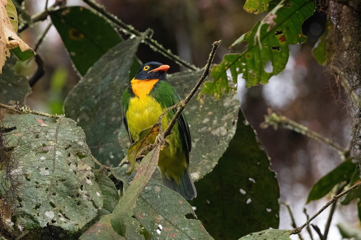 Orange-breasted Fruiteater - Adam Jackson