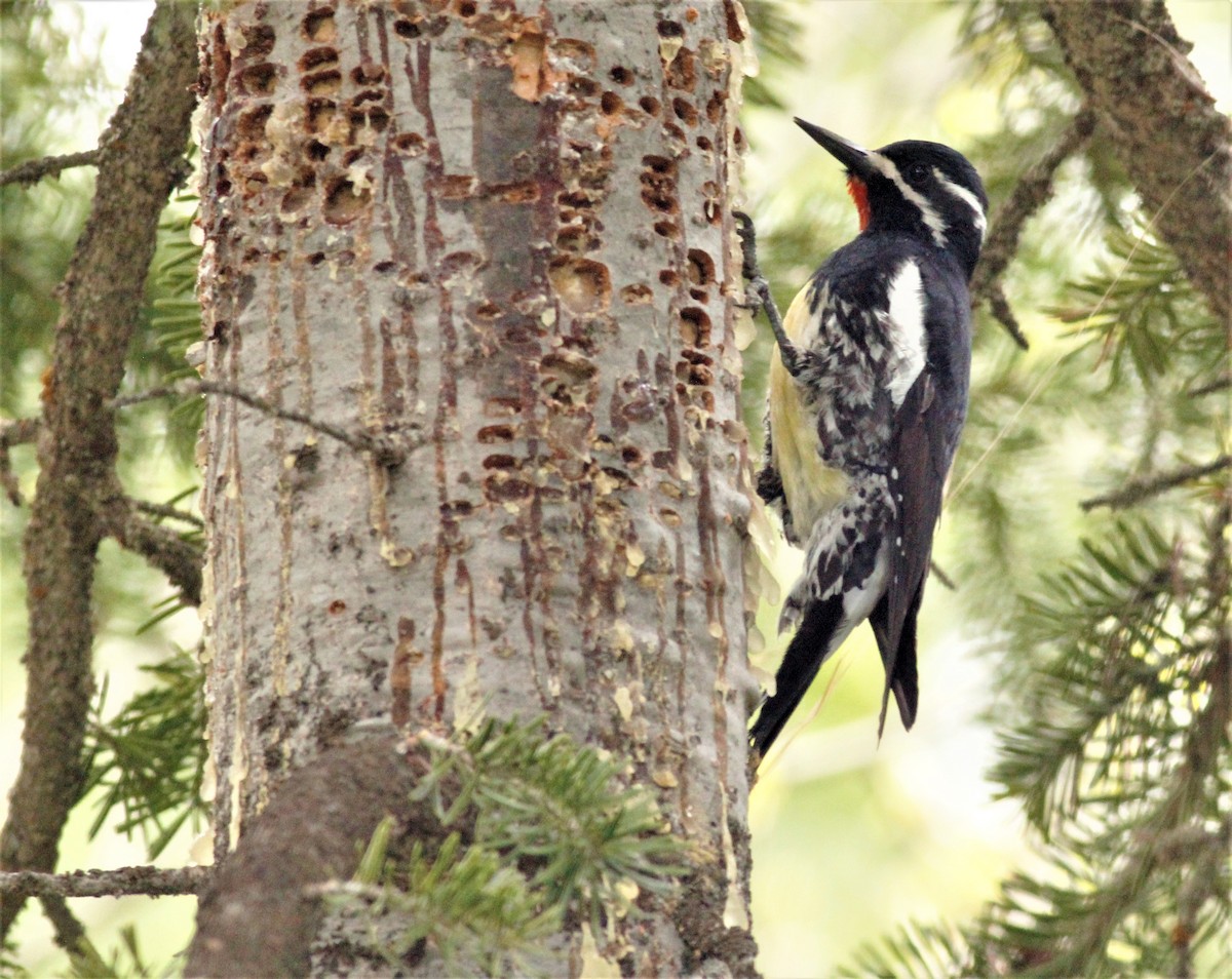 Williamson's Sapsucker - ML422220601