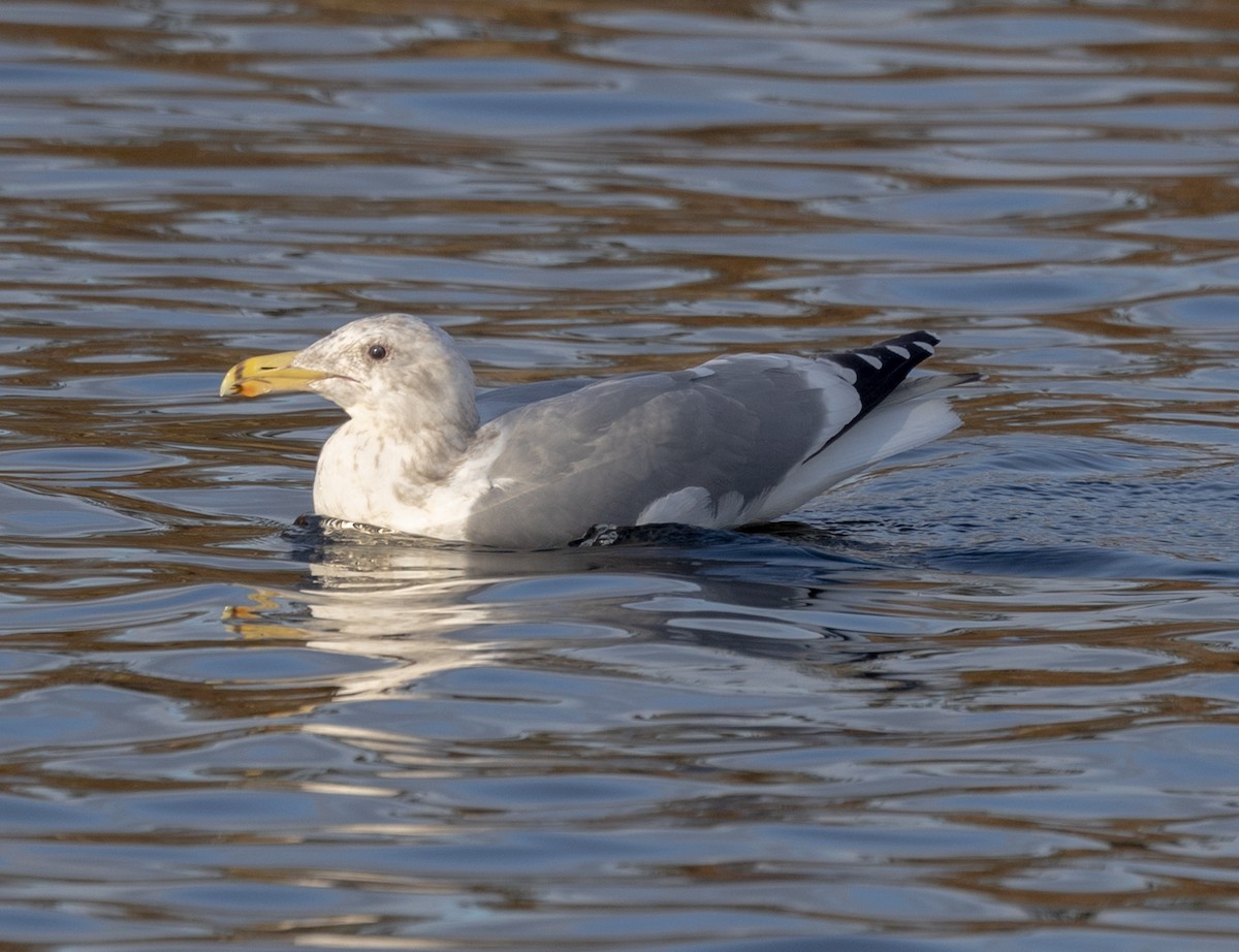 Western x Glaucous-winged Gull (hybrid) - ML422220861