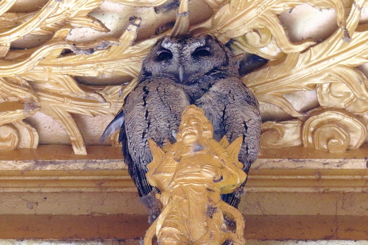 Collared Scops-Owl - ML422221631