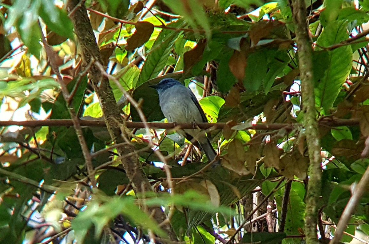 Pale Blue Flycatcher - ML422221841