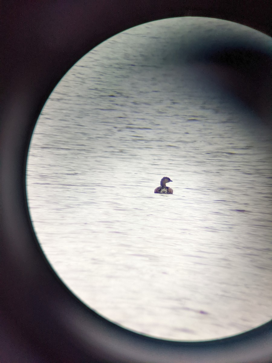 Pied-billed Grebe - ML422222081