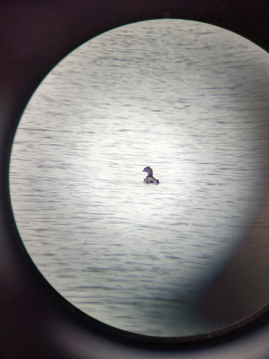 Pied-billed Grebe - ML422222201