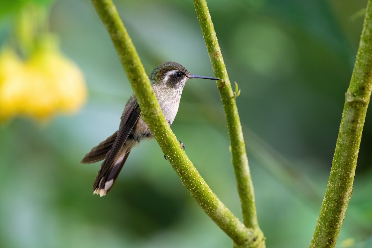 Speckled Hummingbird - Adam Jackson