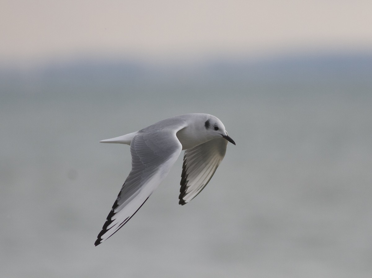 Mouette de Bonaparte - ML42222501