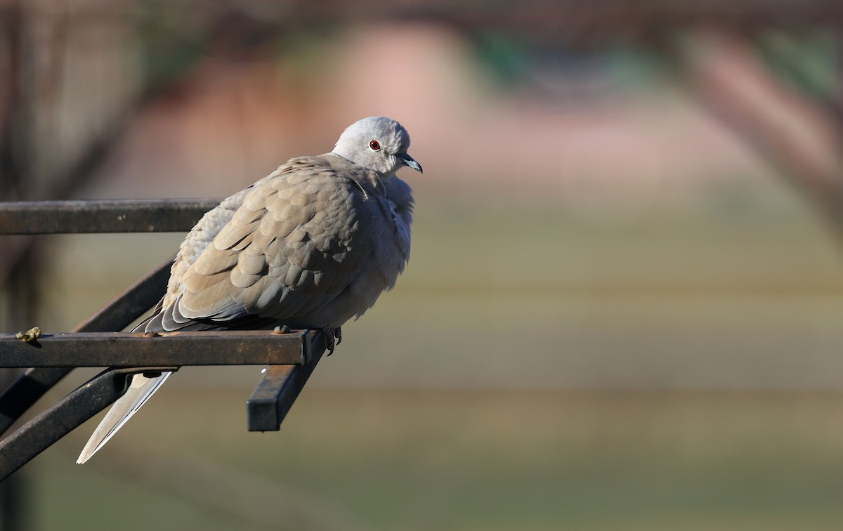 Eurasian Collared-Dove - Patrick MONNEY