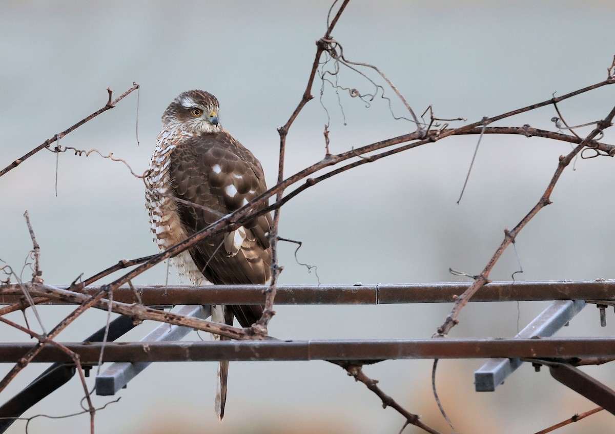 Eurasian Sparrowhawk - ML422225151