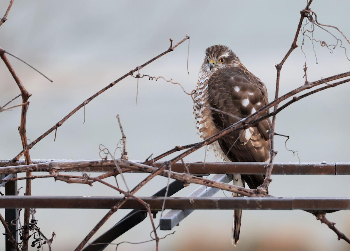 Eurasian Sparrowhawk - ML422225161