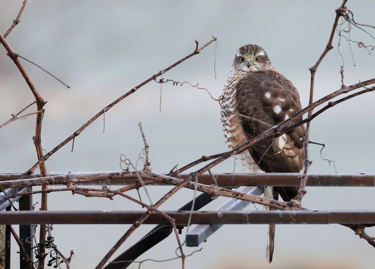 Eurasian Sparrowhawk - ML422225181