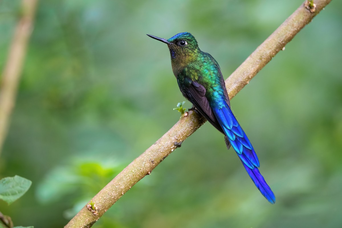 Violet-tailed Sylph - ML422225491
