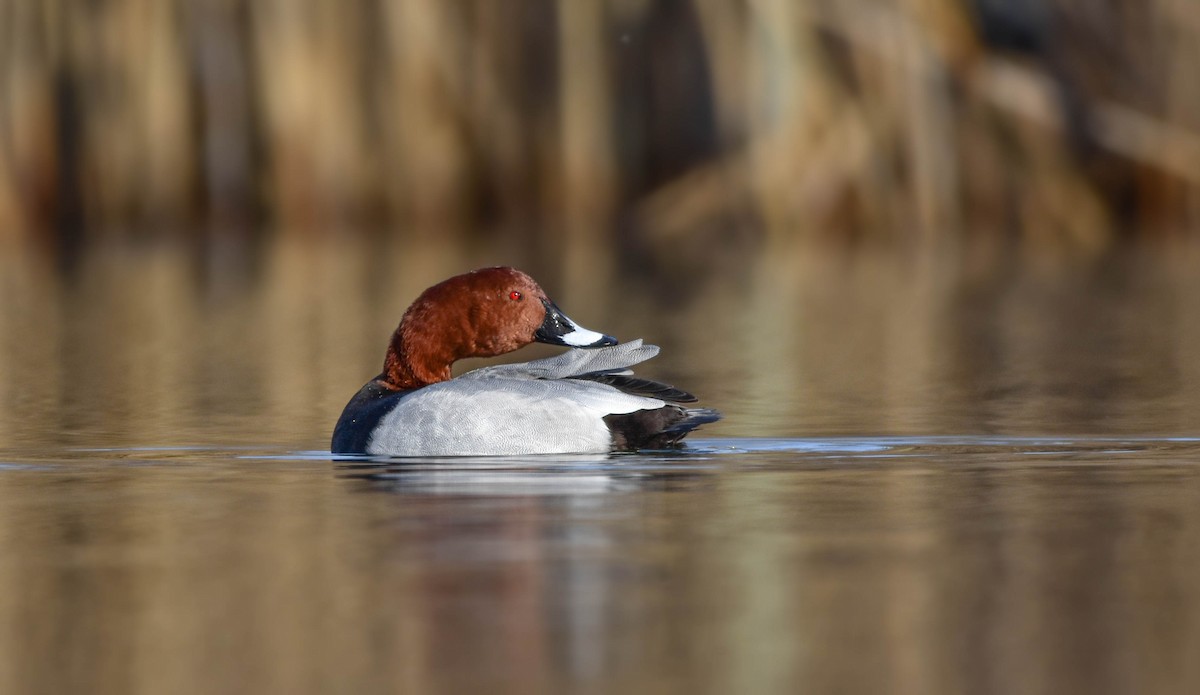 Common Pochard - ML422226941