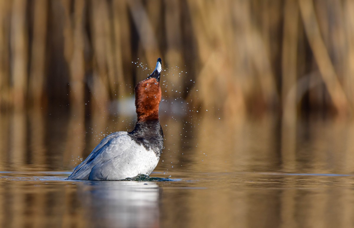 Common Pochard - ML422226951