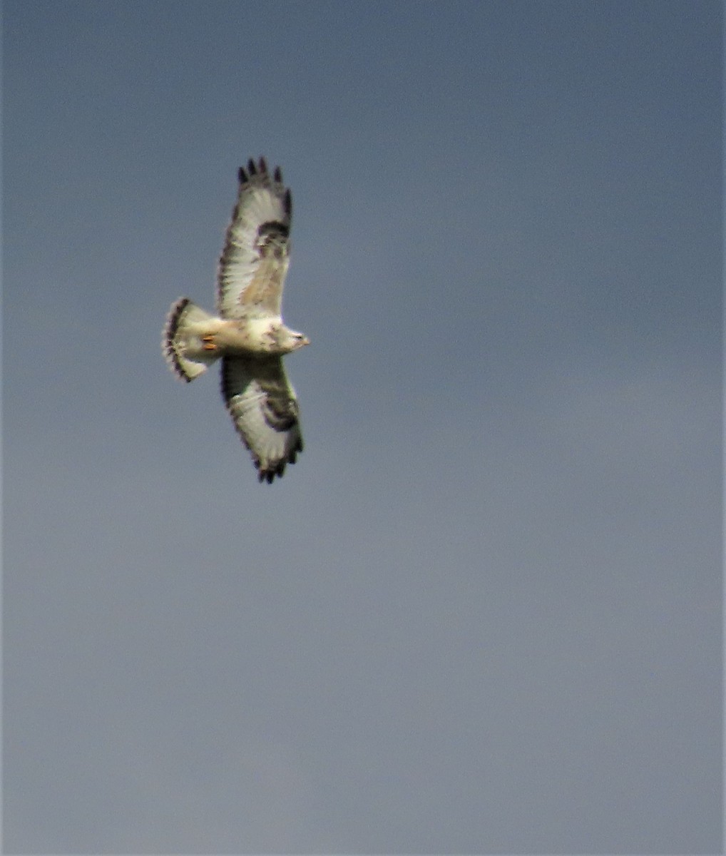 Rough-legged Hawk - ML422227061