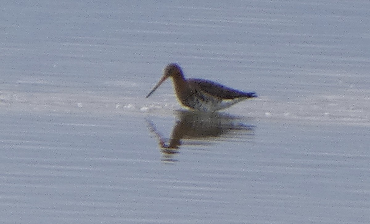 Black-tailed Godwit - ML422227441