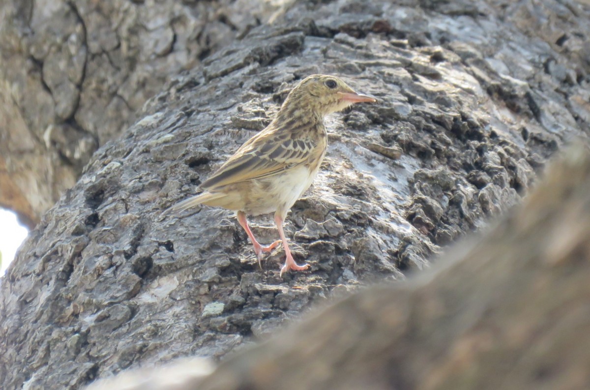 Bush Pipit - ML422228161