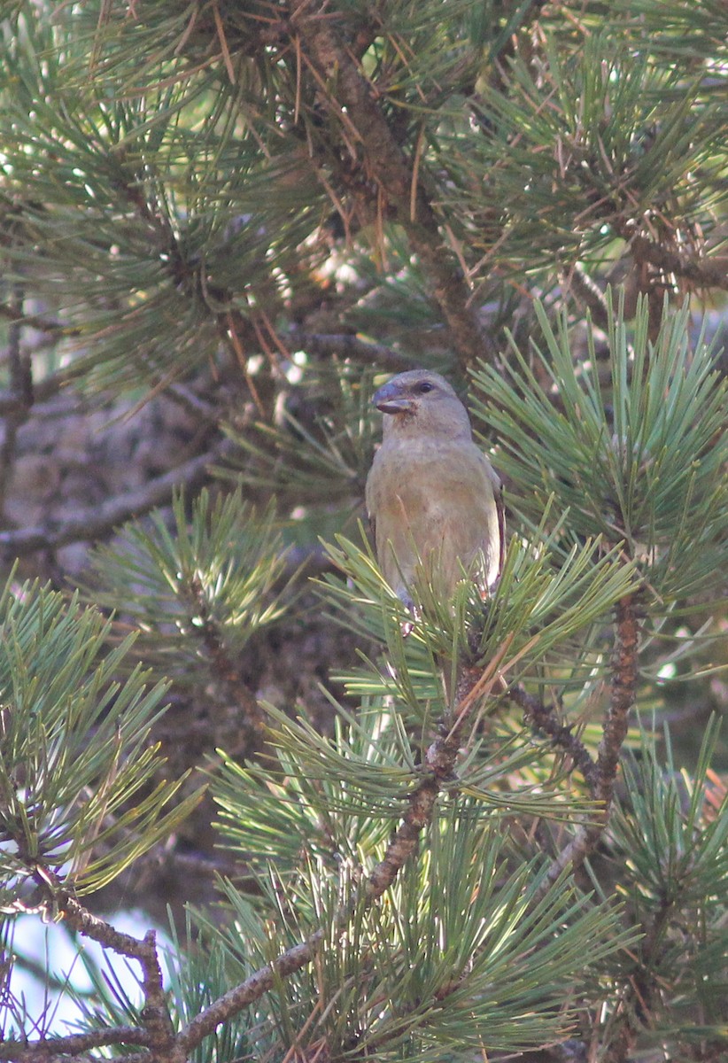 Red Crossbill (Cyprus) - ML422228541