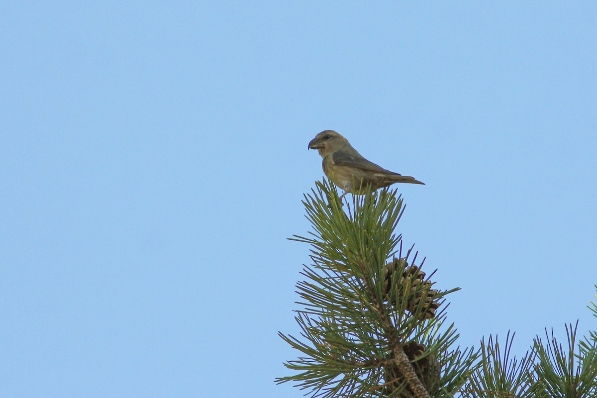 Red Crossbill (Cyprus) - ML422228551