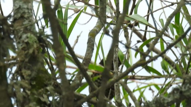 Checkered Woodpecker - ML422229341