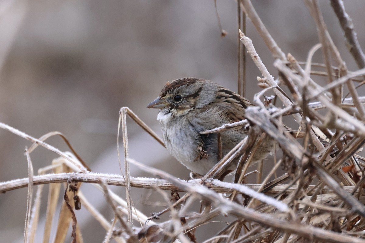 Swamp Sparrow - ML422229621