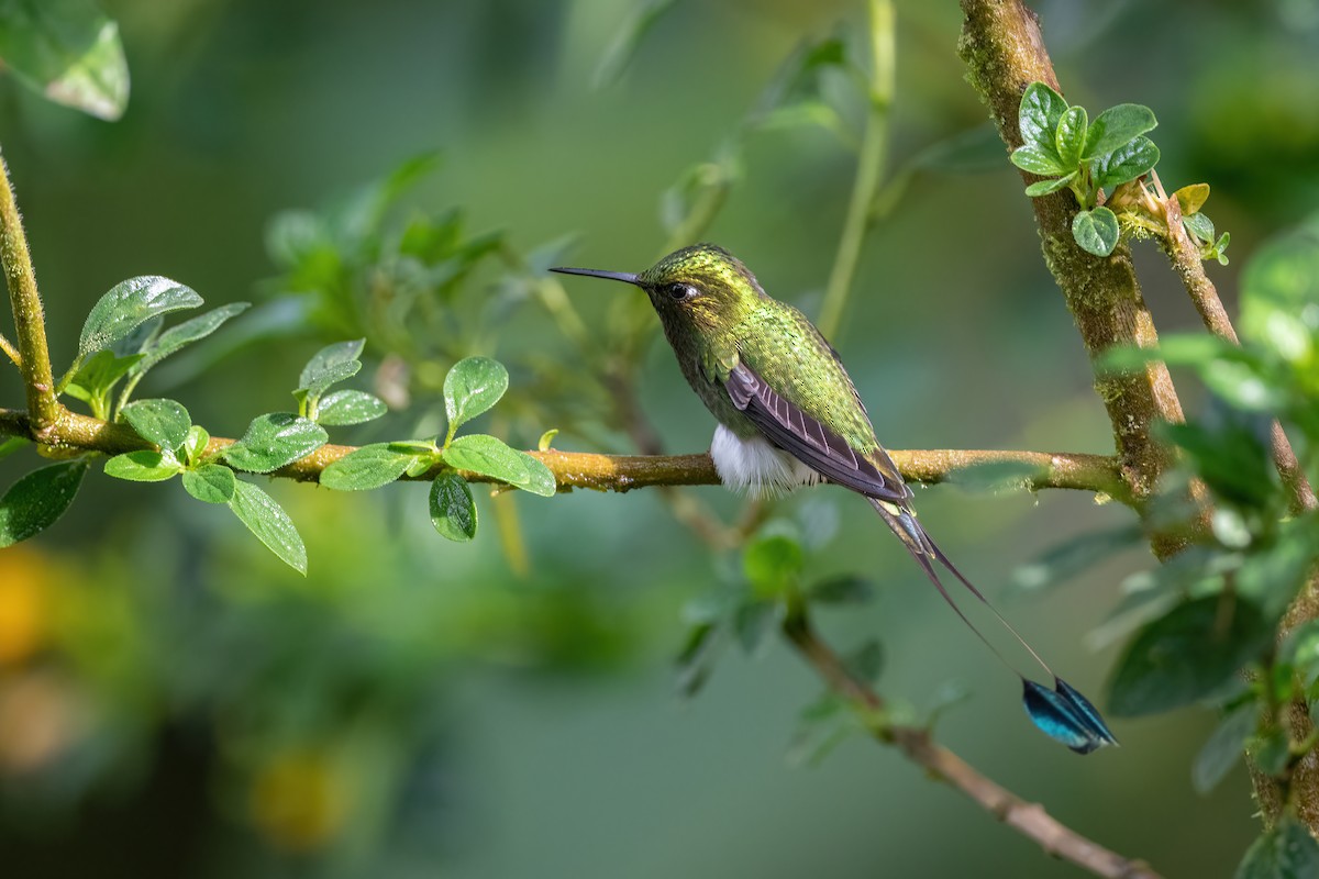 White-booted Racket-tail - ML422230511
