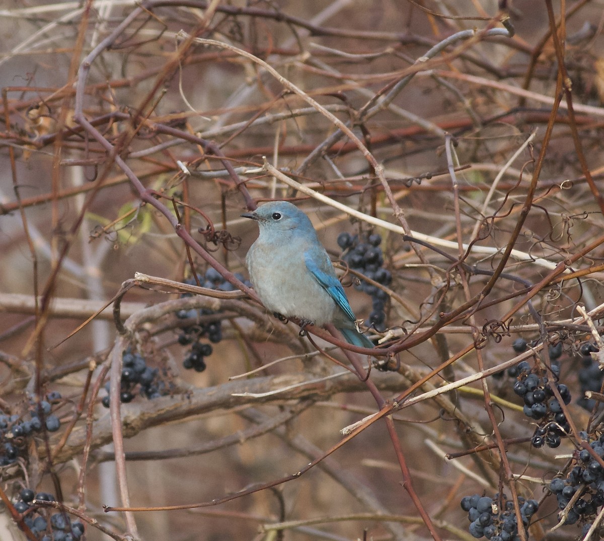 Mountain Bluebird - Marc North