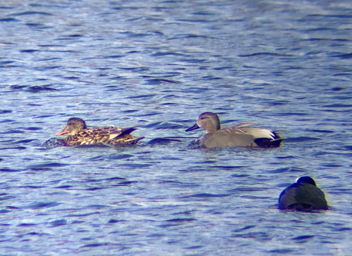 Gadwall - Orlando Jarquín