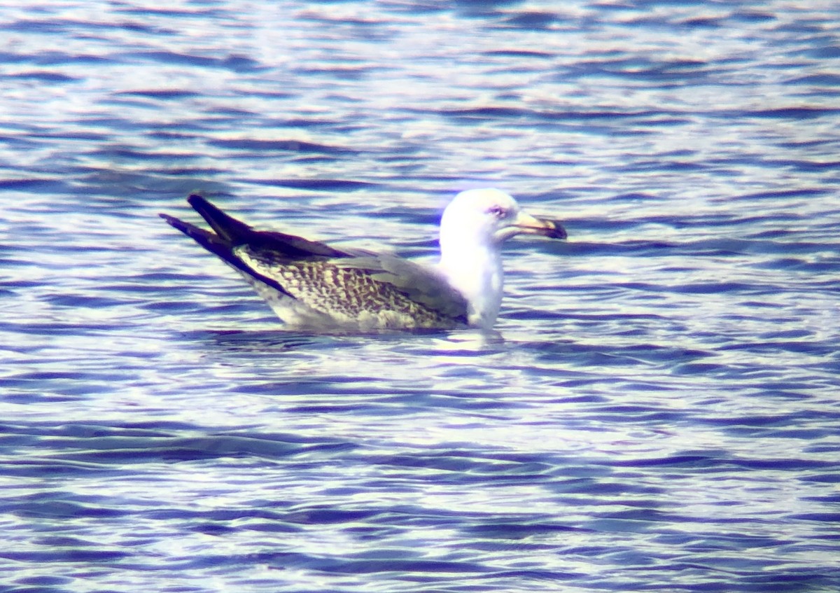 Lesser Black-backed Gull - ML422231721