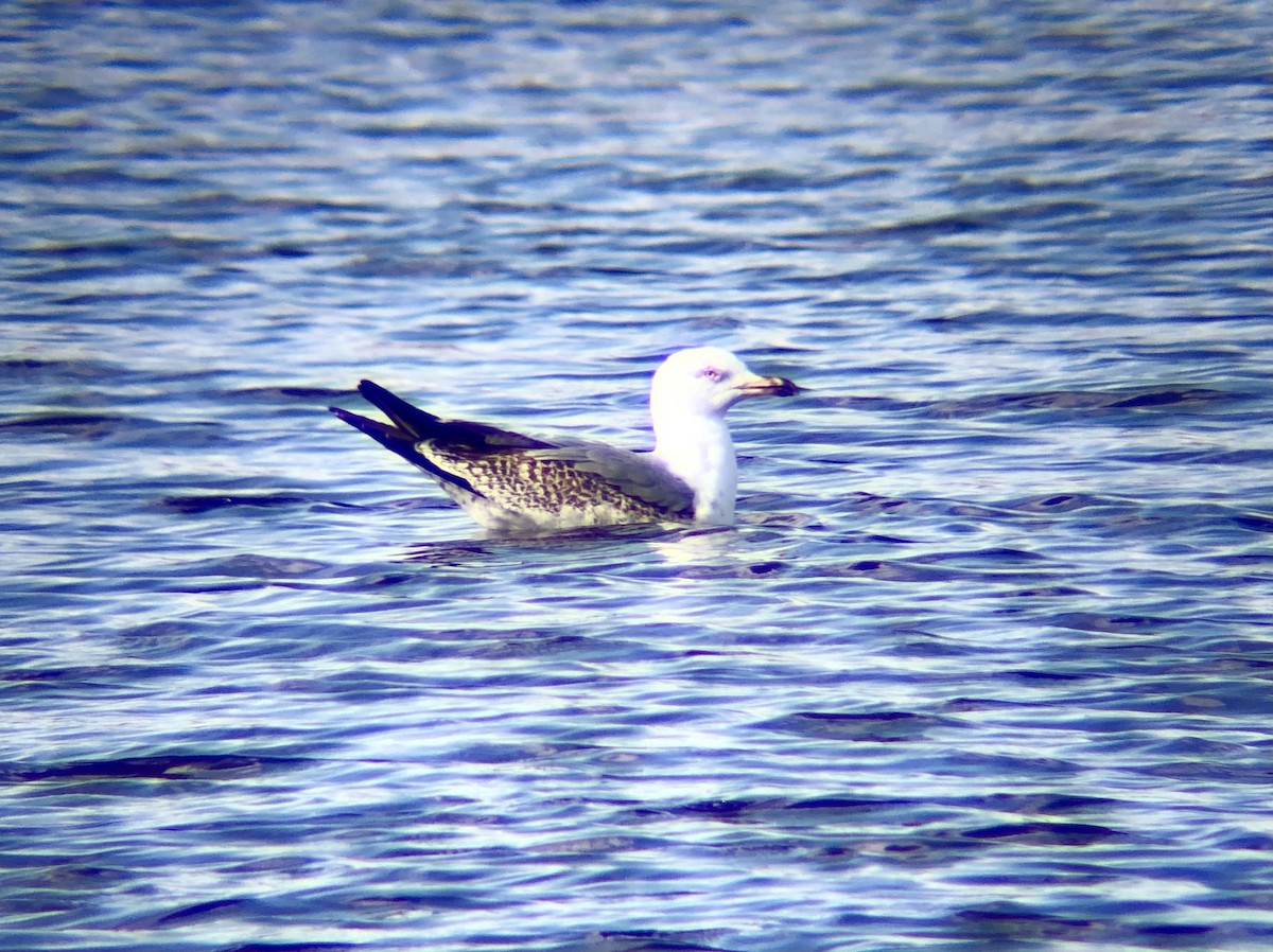 Lesser Black-backed Gull - ML422231741