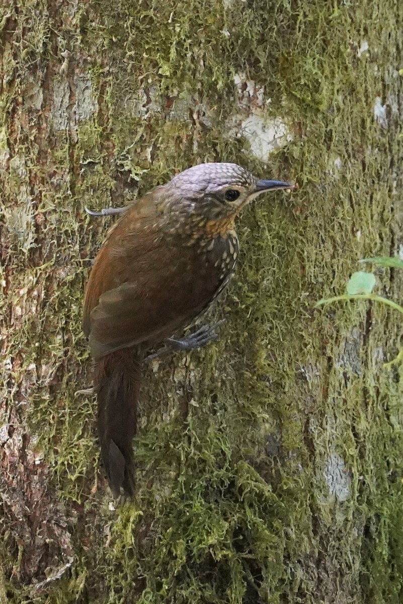Spotted Barbtail - ML422232891