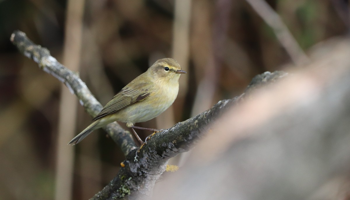 Iberian Chiffchaff - David Santamaría Urbano