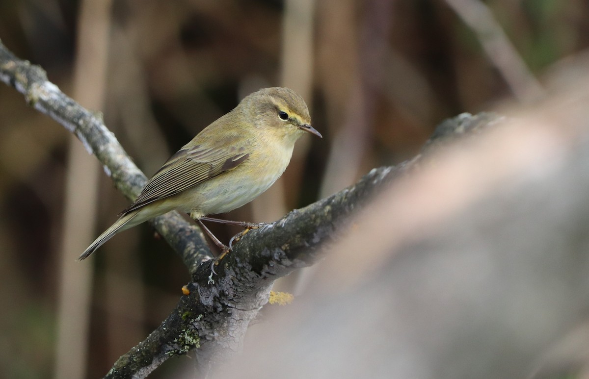 Iberian Chiffchaff - David Santamaría Urbano