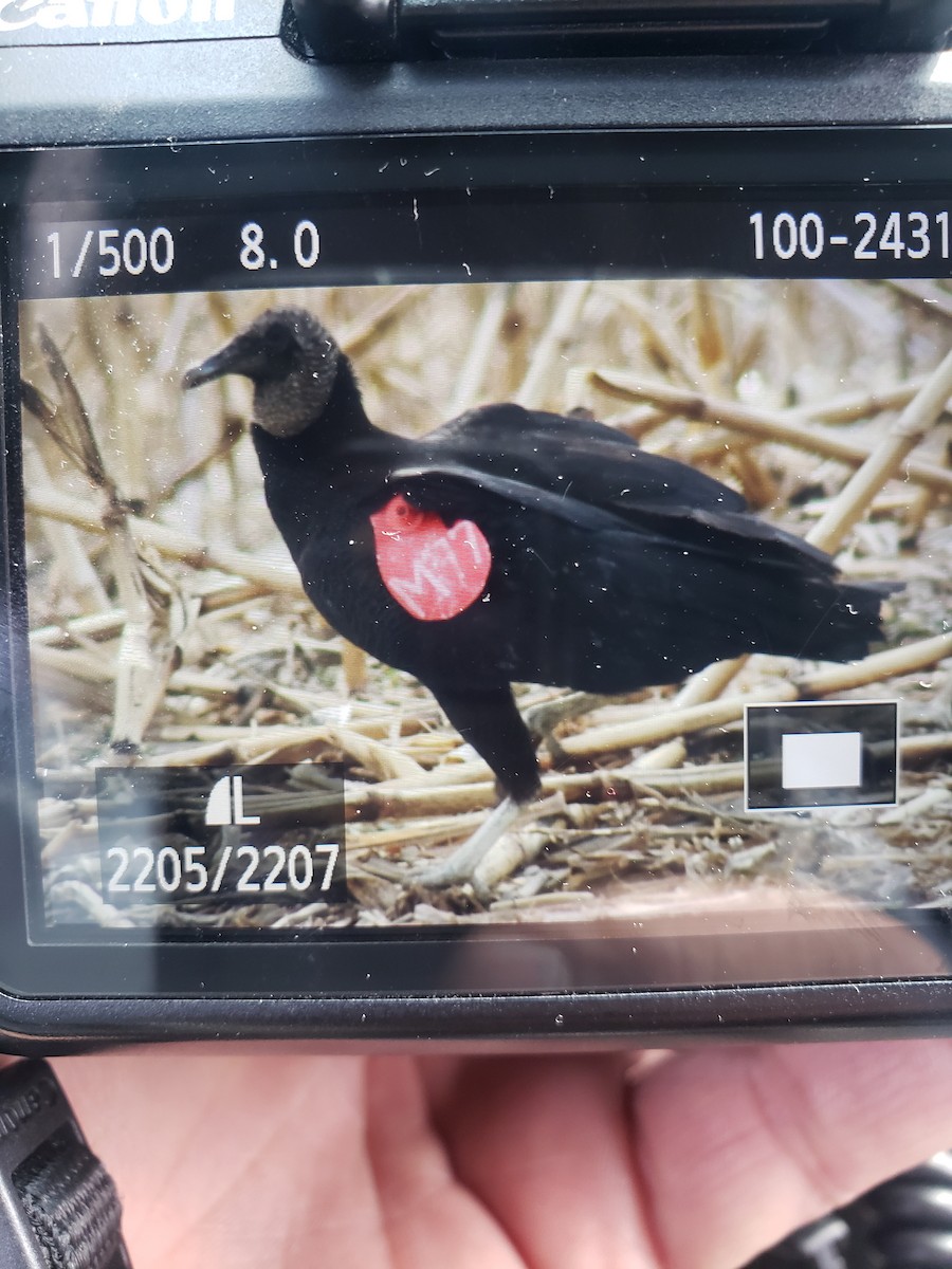 Black Vulture - ML422234581