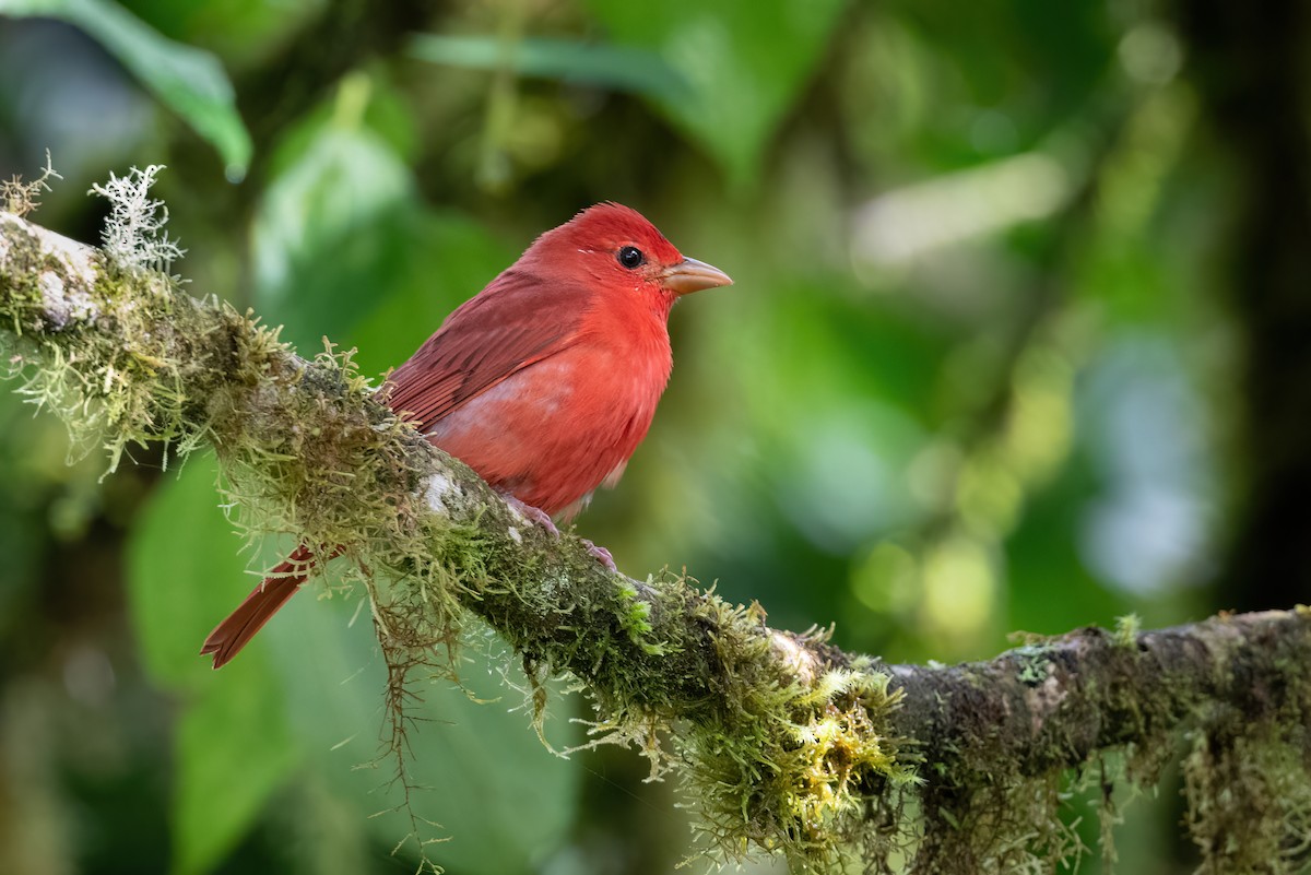 Summer Tanager - ML422234651