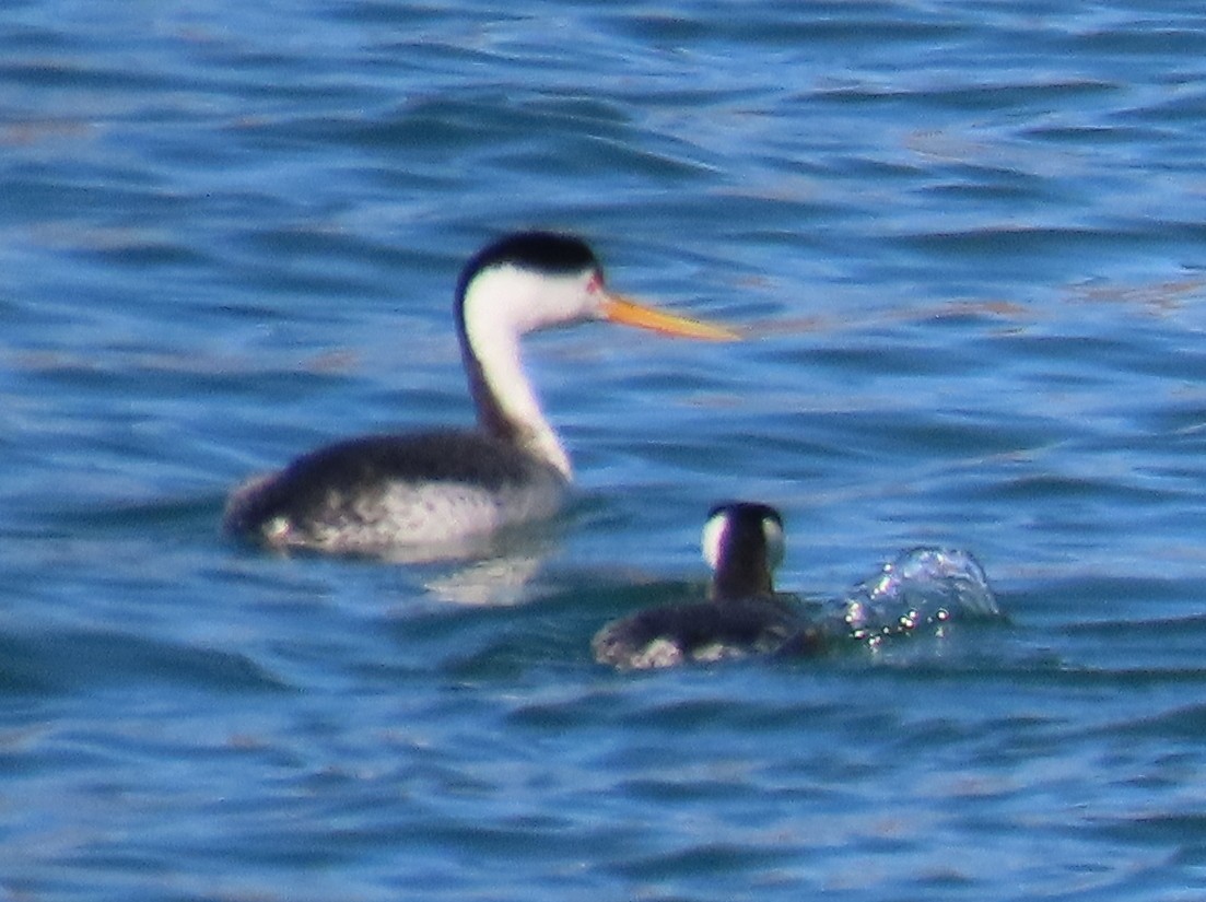 Clark's Grebe - ML422237411