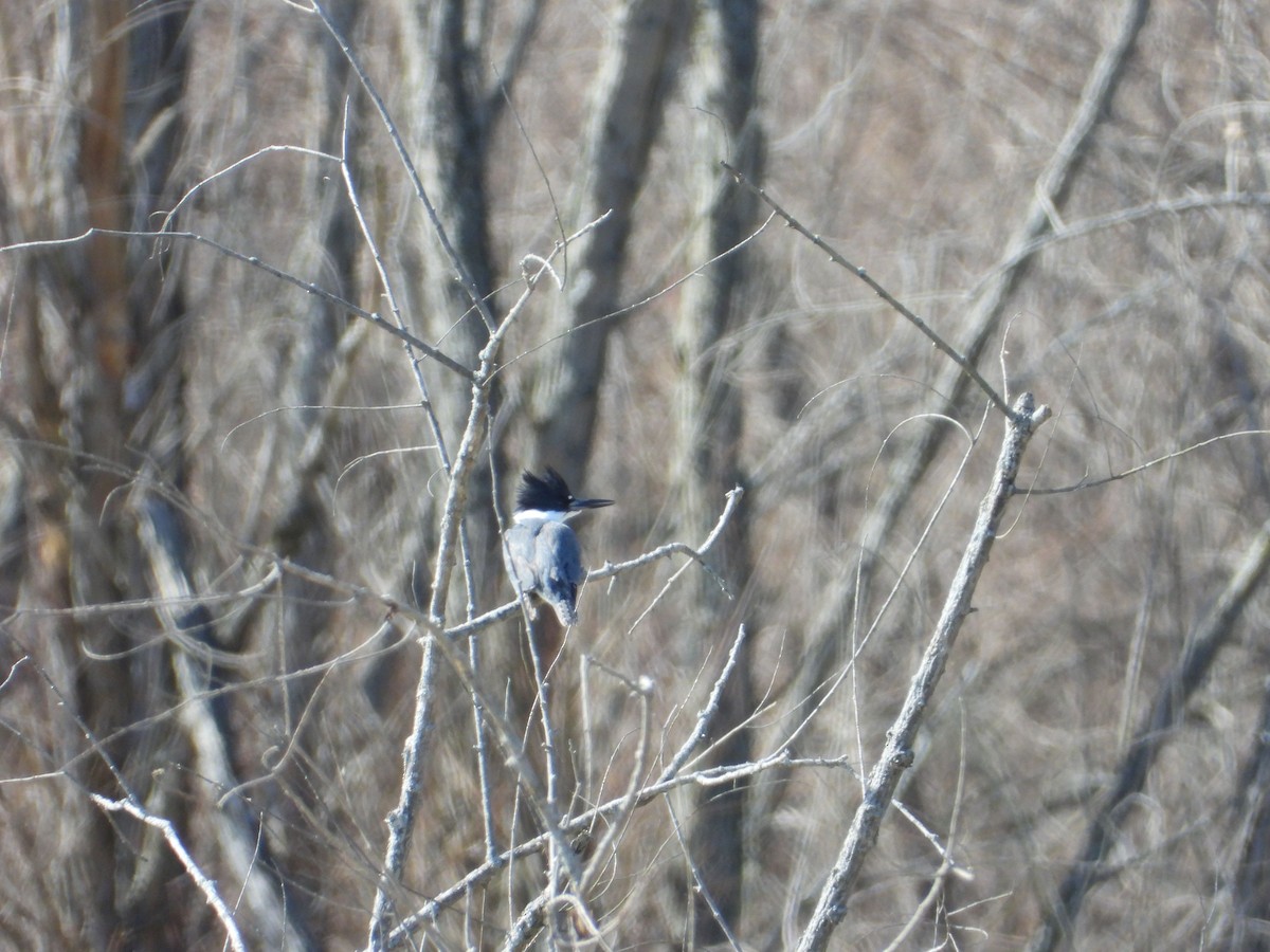 Belted Kingfisher - ML422237741