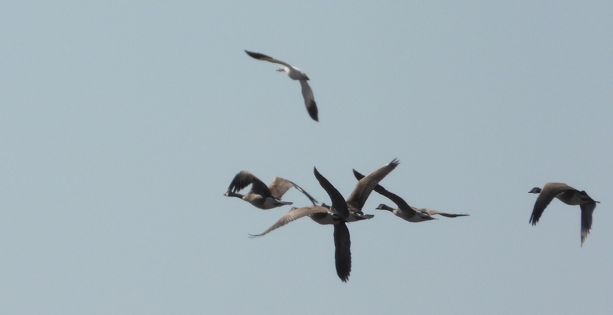 Ross's Goose - ML422237921