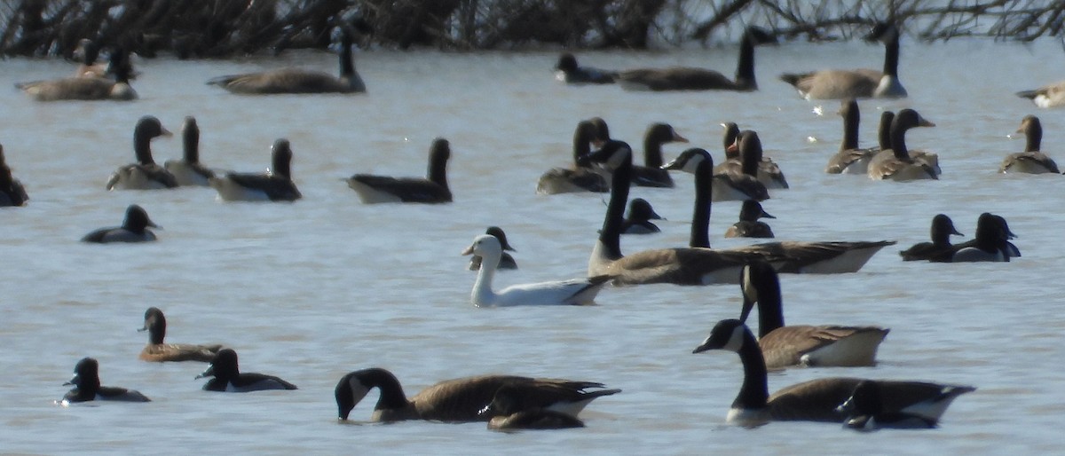 Ross's Goose - ML422237931