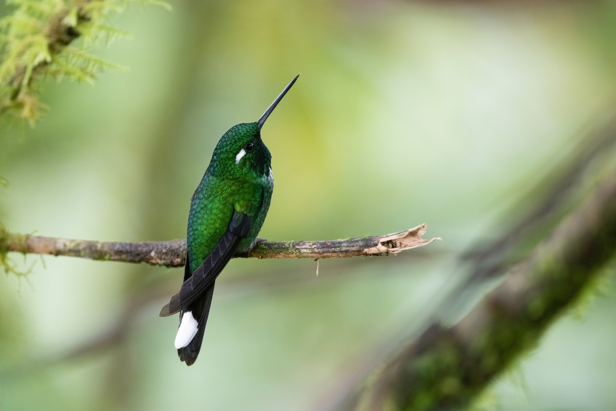 Purple-bibbed Whitetip - Adam Jackson