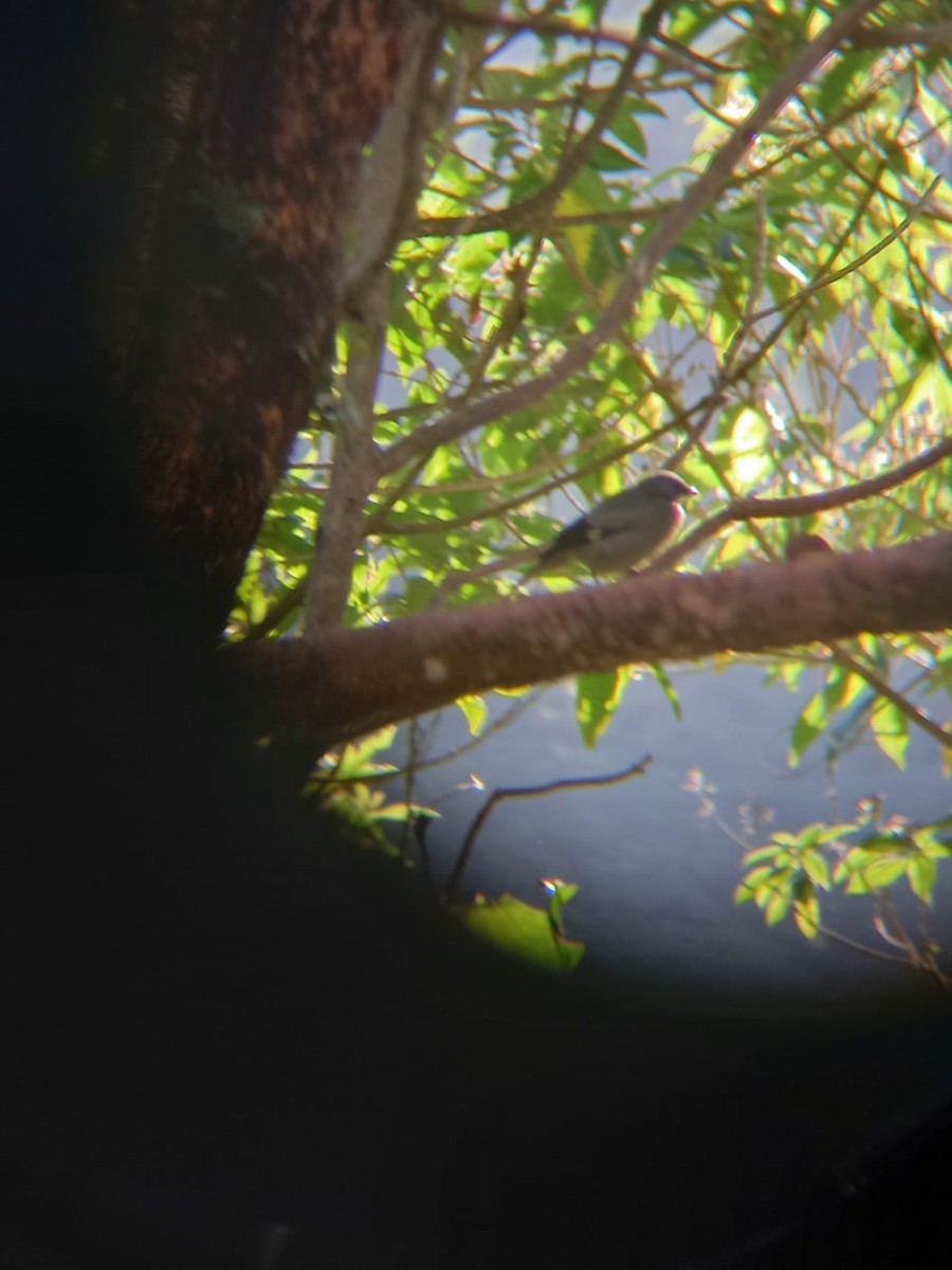 Yellow-winged Tanager - ML422238521