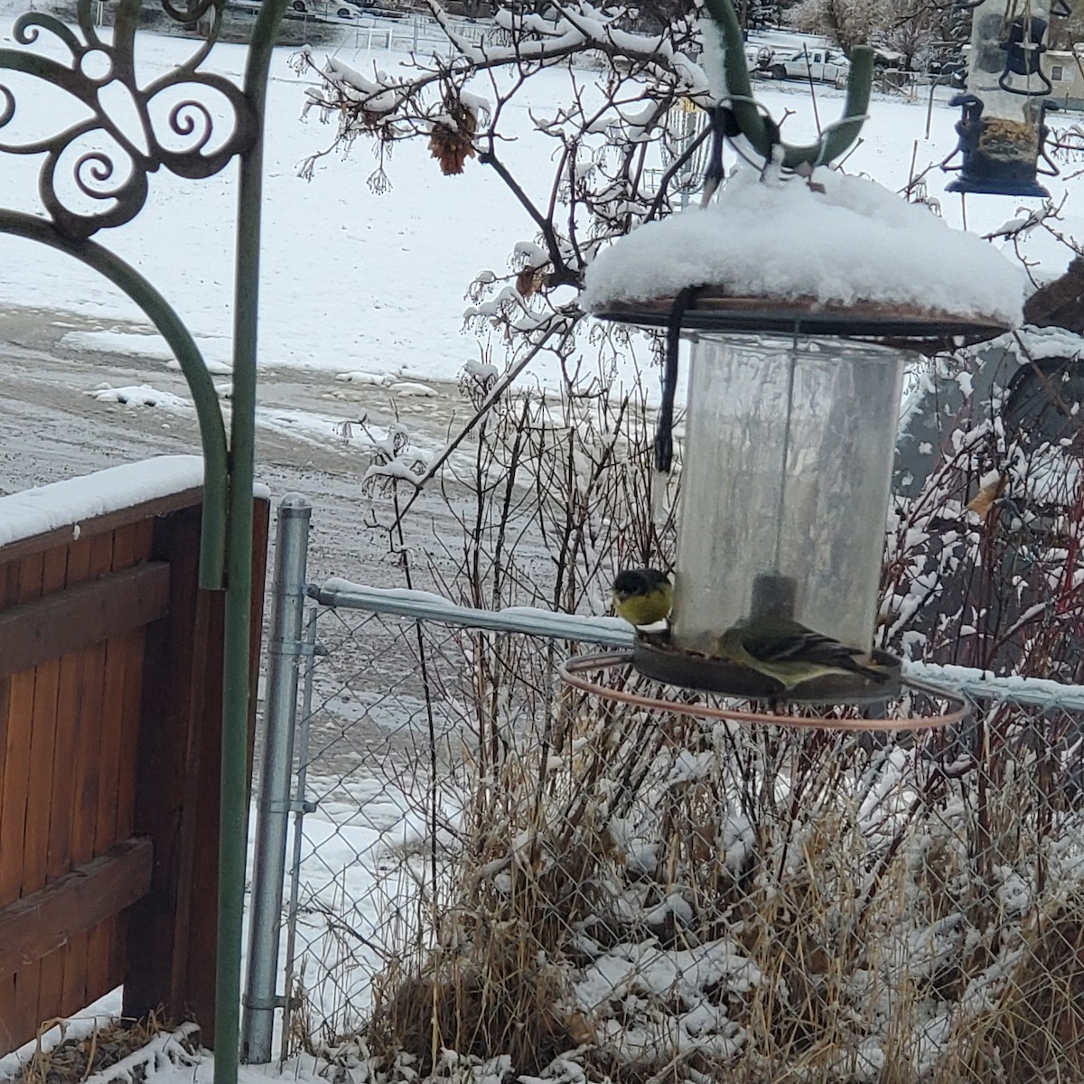 Lesser Goldfinch - ML422239881